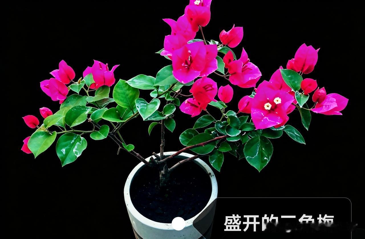 AI能提供多样选择，总有适合自己的