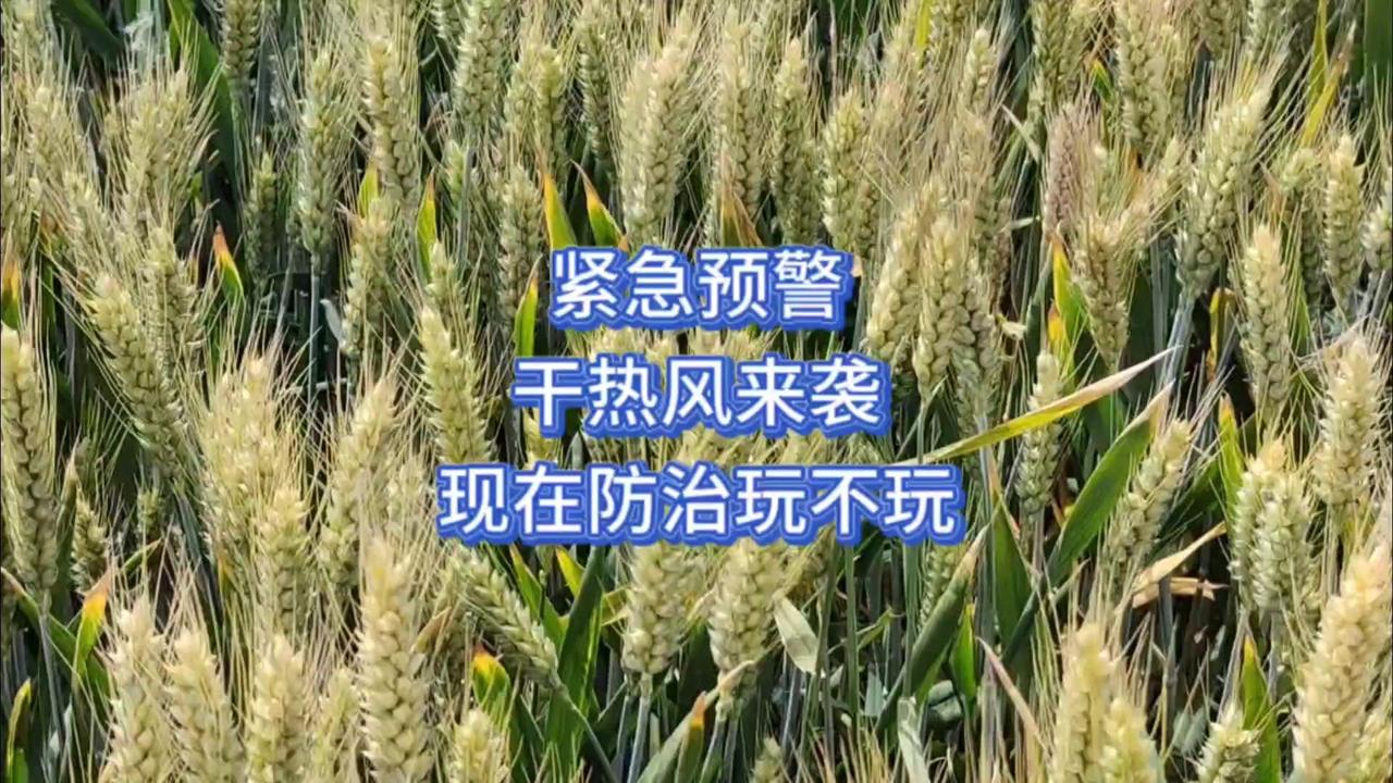 🆘紧急预警！黄淮麦区老乡速看！5.11-15日极端高温+干热风来袭，小麦减产风