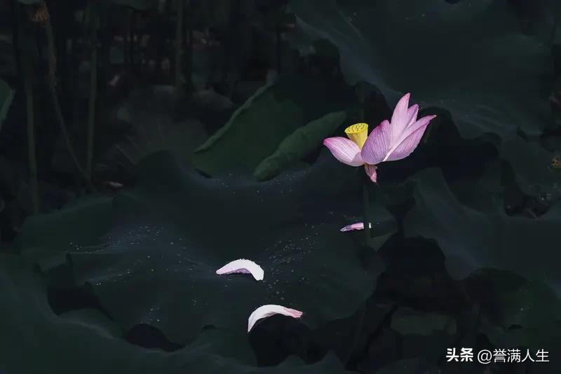 六月的荷花的确美得别具一格。我曾于六月到访杭州西湖，那满湖的荷花着实令人叫绝。粉