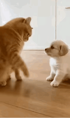 这猫的演技可以入北影了，奥斯卡欠它一座小金人！