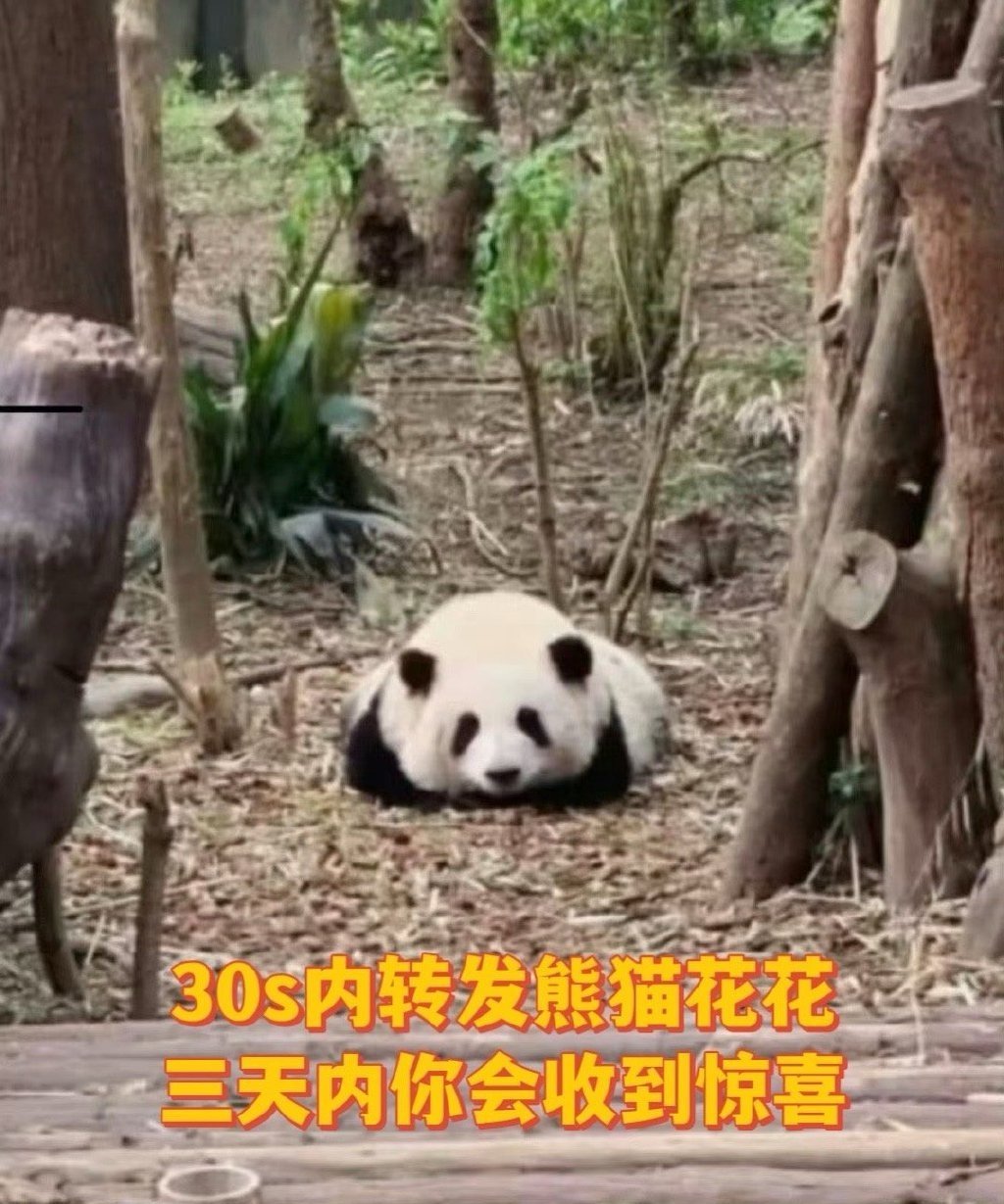 刷到熊猫花花请不要无视，许愿超灵 