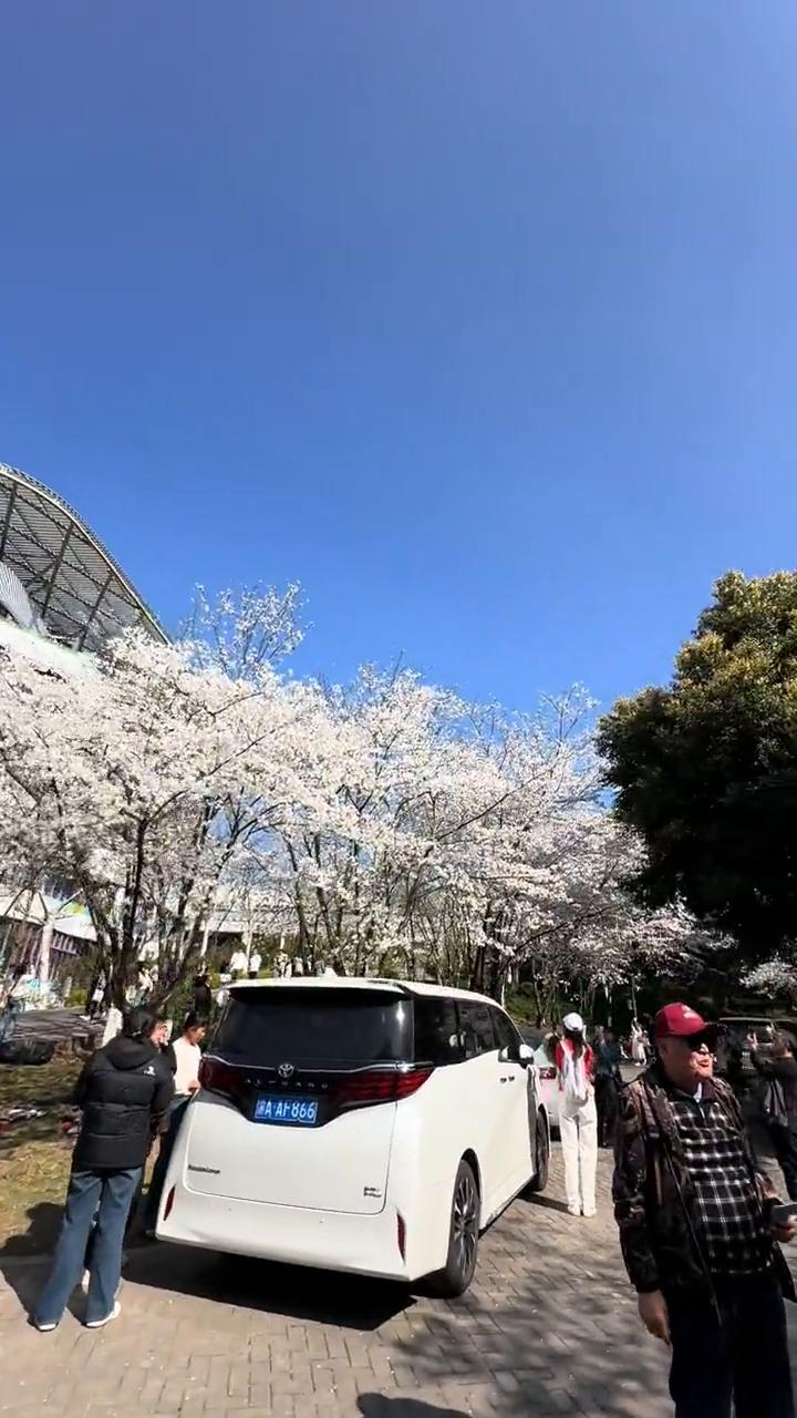 重庆园博园的樱花开了。
好美，重庆园博园的樱花开了。今天天好蓝，大家赶紧来看，明