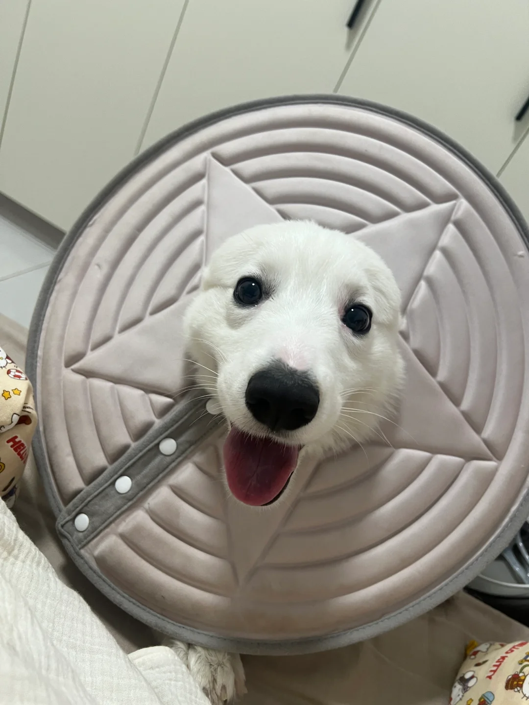 🐶：我是一朵fa
