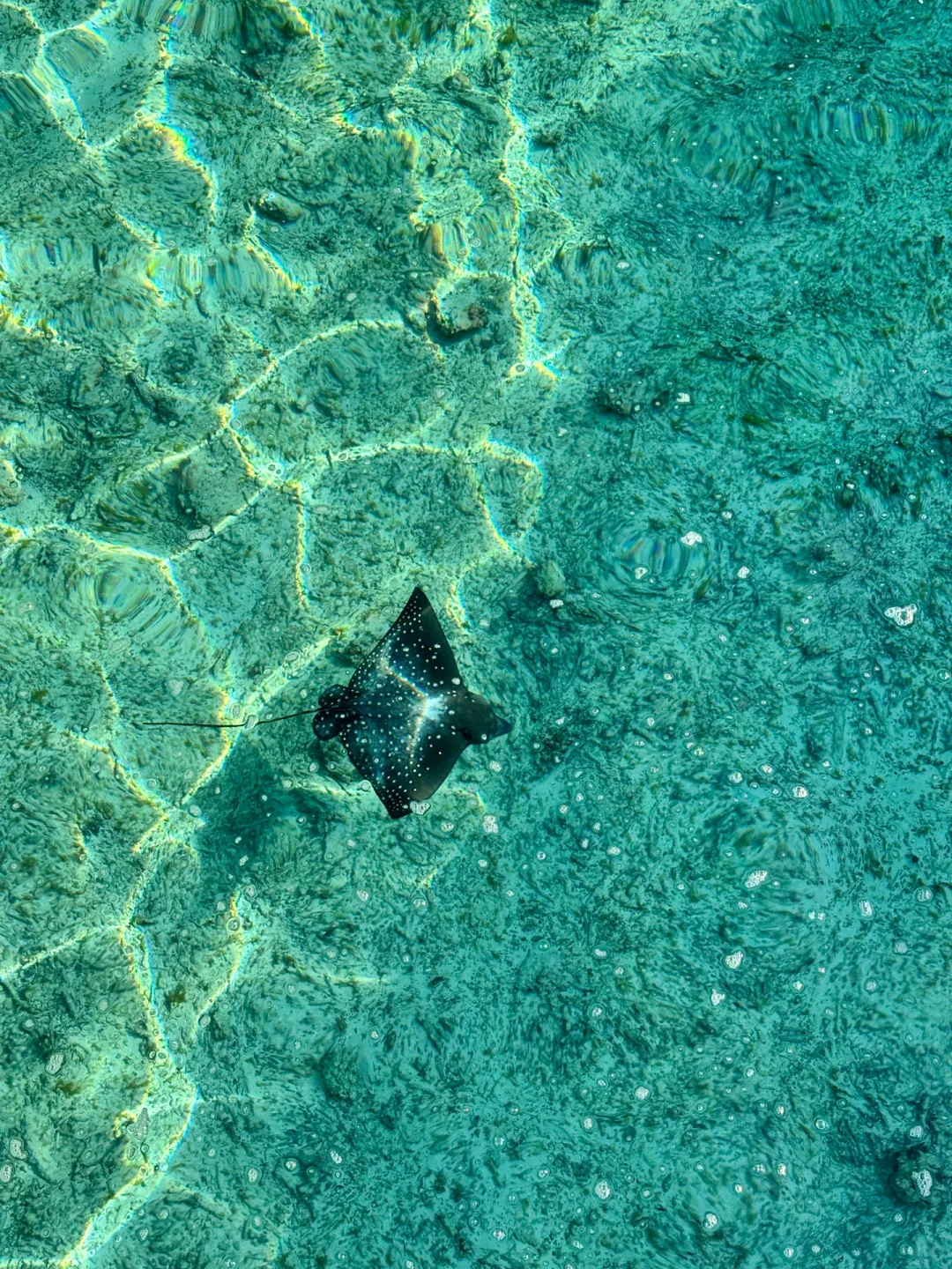 无需滤镜的快乐🫧🐬