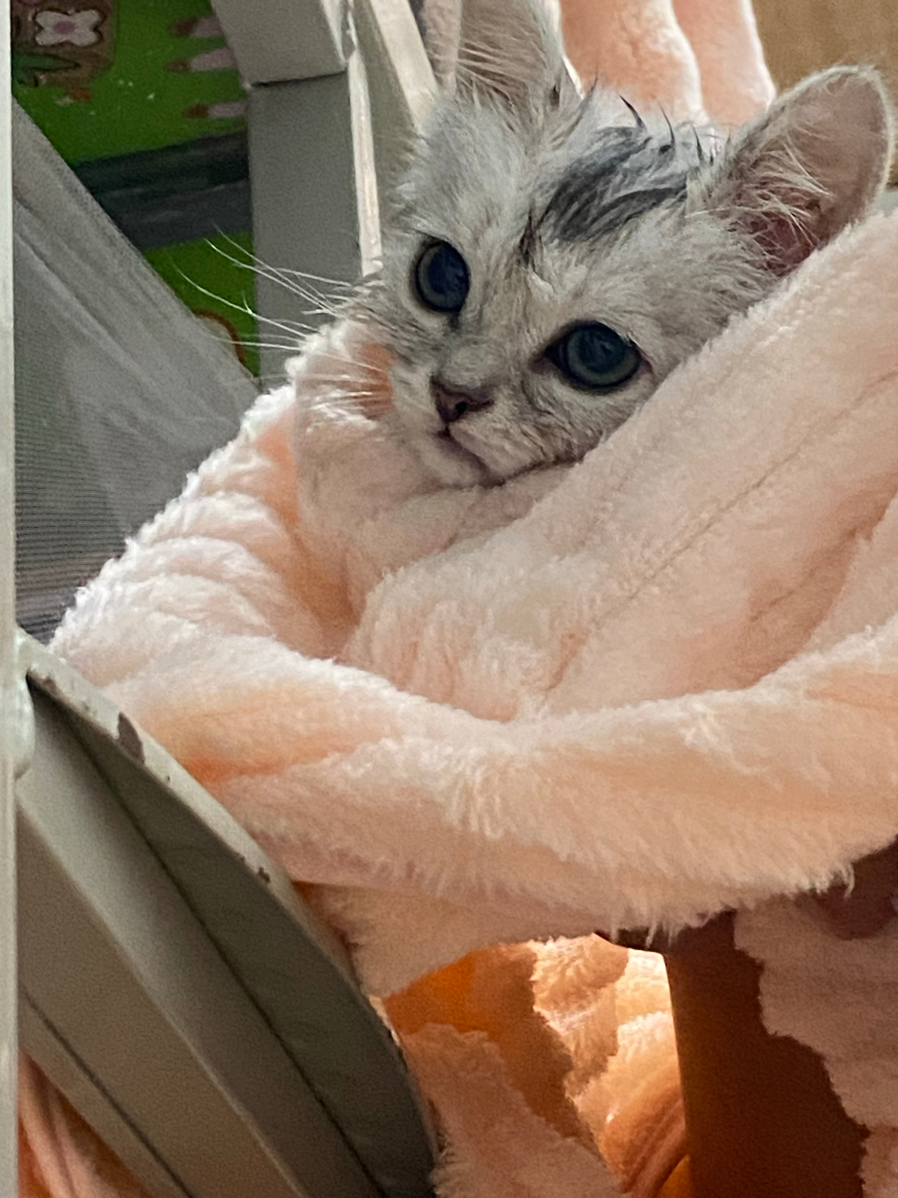 这只小猫太调皮了 谁要 
