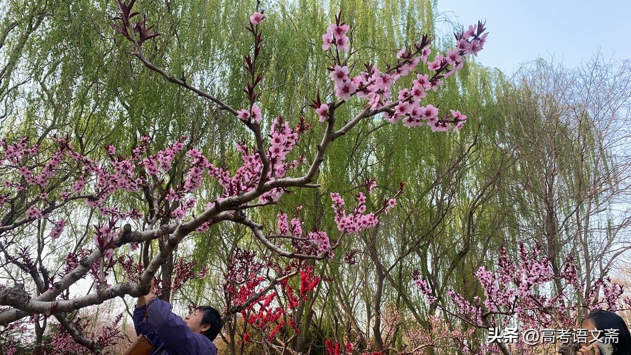晒图笔记大赛春日赏花，粉嫩桃花笑春风。