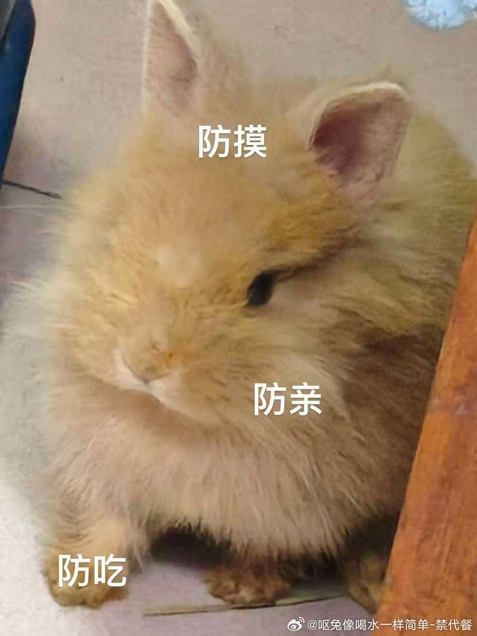 13741🐇【】防吃 