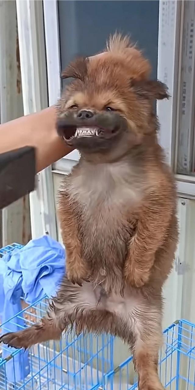 三哥没毛病[大笑]