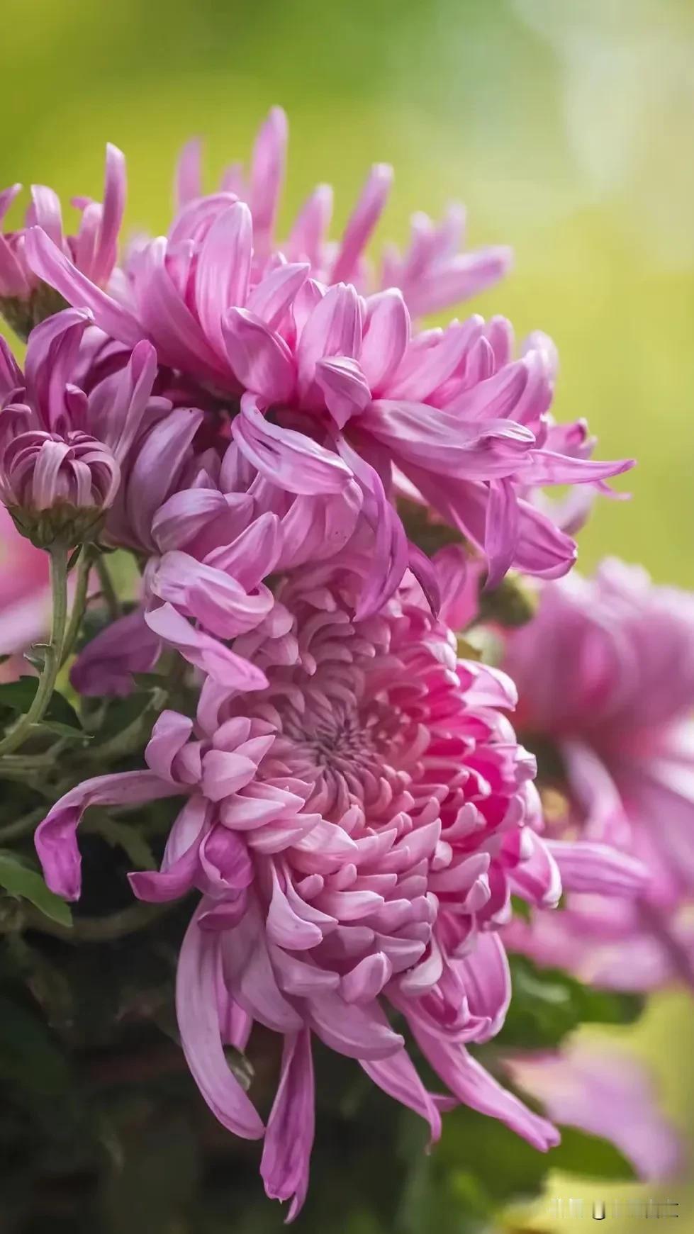 《咏菊》
 
秋菊绽放傲寒霜，
淡雅风姿韵味长。
不与百花争艳丽，
独留清香满庭