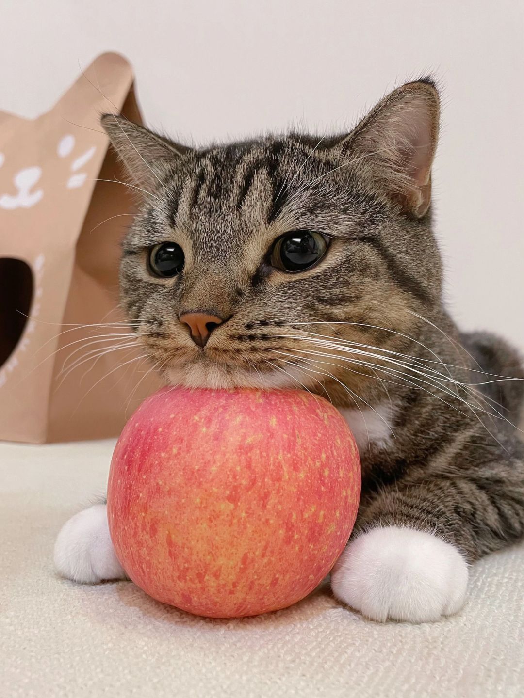 怎么办，人在工位好想猫