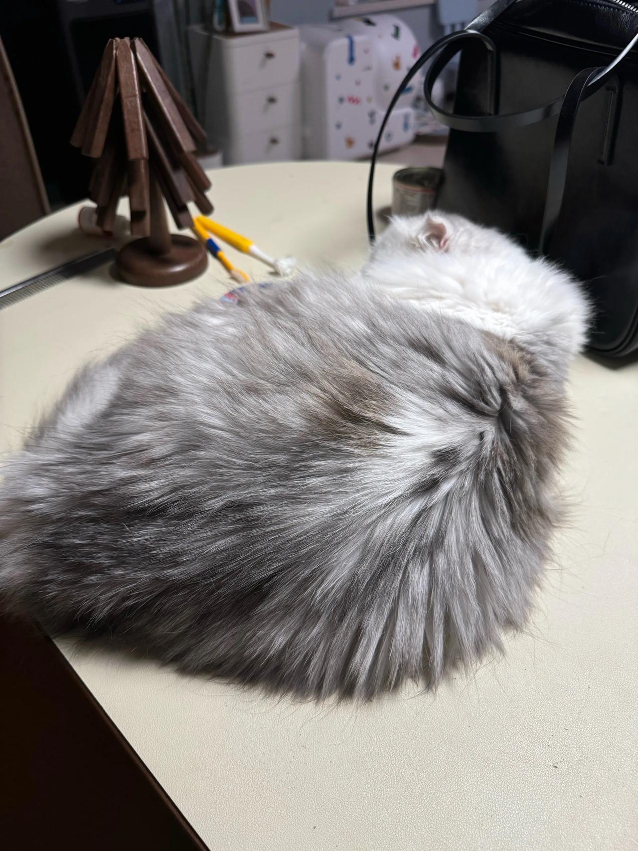 小毛睡得好香啊，这个“枕头”还有我的相机是她的最爱TOP。
#萌宠# #猫咪#