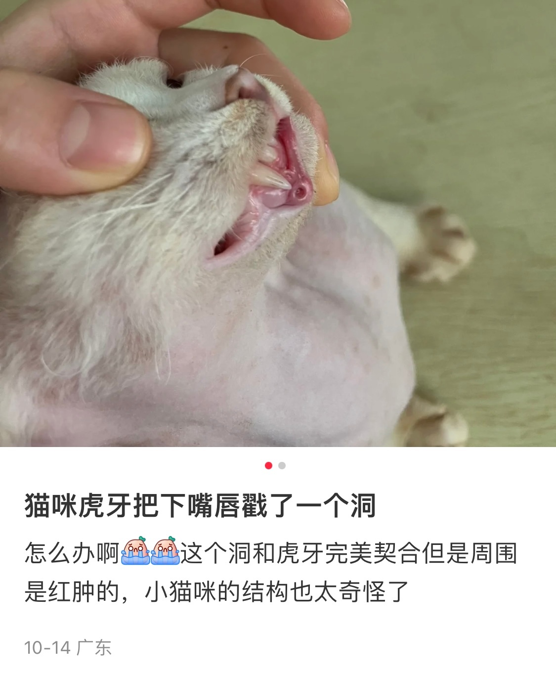 小猫咪牙齿把下唇戳了个洞 ​​​