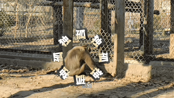 北京动物园为黔金丝猴淘淘全球征婚果然互联网还是太强大了，不是包办婚姻，是给毛孩子