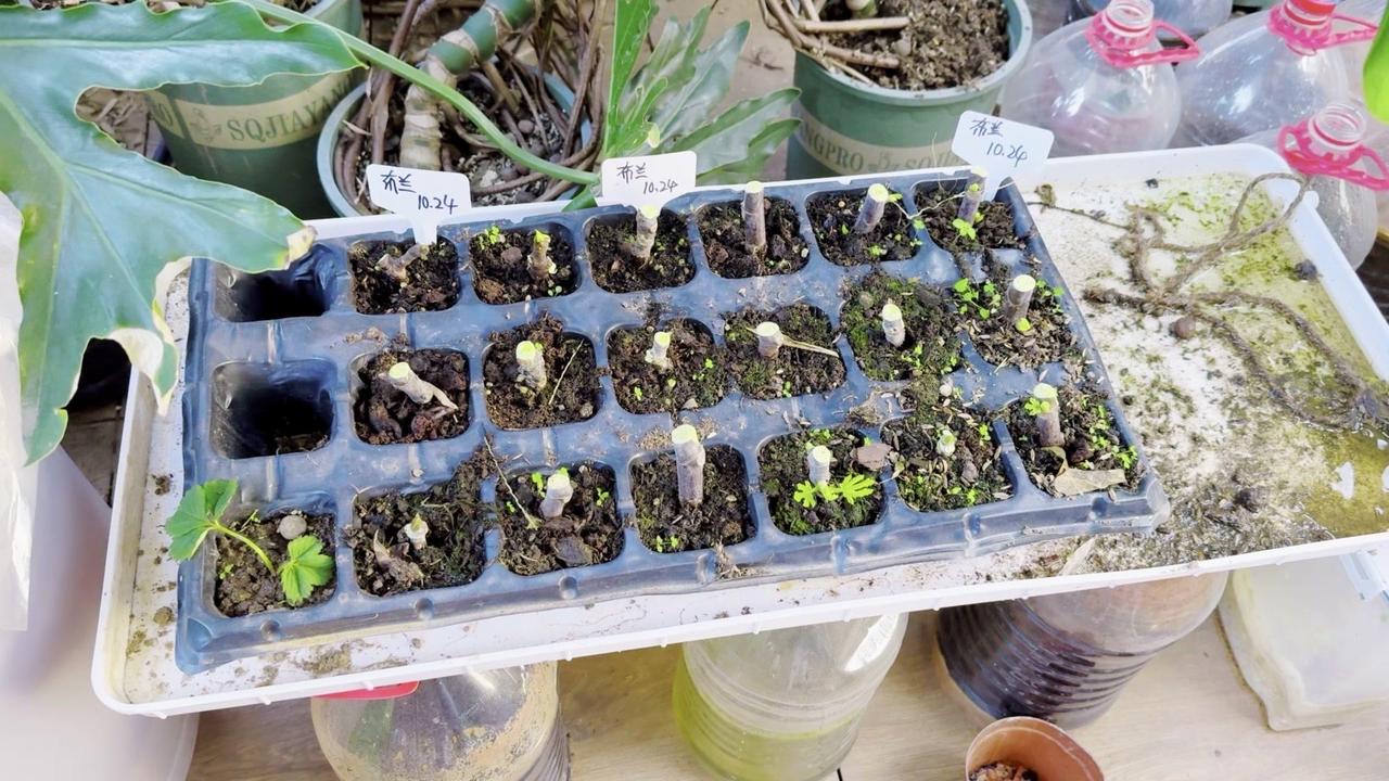 15度左右扦插，一个多月才冒根芽，25度时15天就能看到白根，想让枝条快速生根，