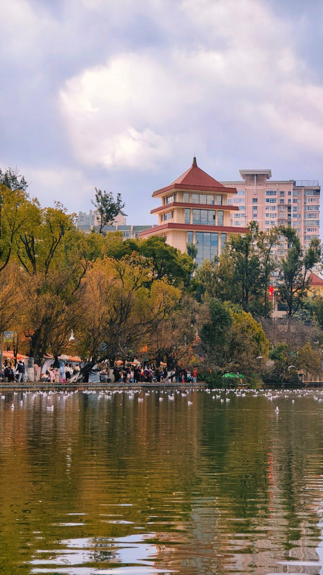 感觉翠湖公园今年海鸥没有往年的多呀。 昆明·昆明翠湖公园