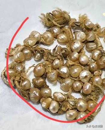 婆婆80岁大寿，送了我一串压箱底60年的“老牙”，古玩店老板看完伸出五根手指，我