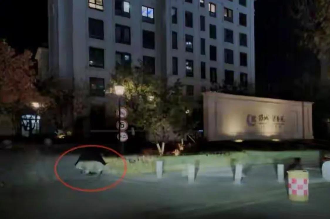 沈阳野猪夜闯街头，直奔波波脱口秀剧场：这年头，连猪都想出道了？

沈阳的夜，从来