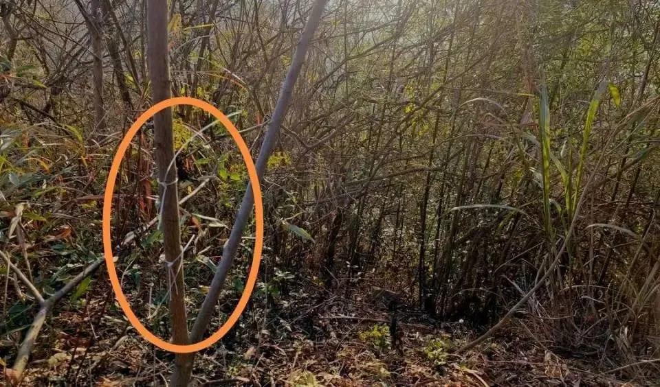 痛心！湖北一教师被捕兽电网电击身亡！
12月16日，不少来自湖北黄石阳新县的网友