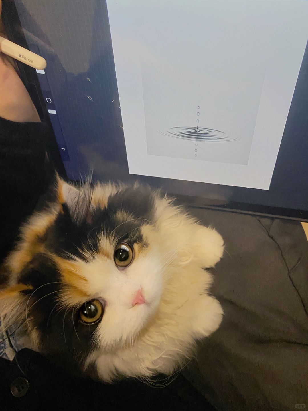 你们的猫都是从事什么职业的？