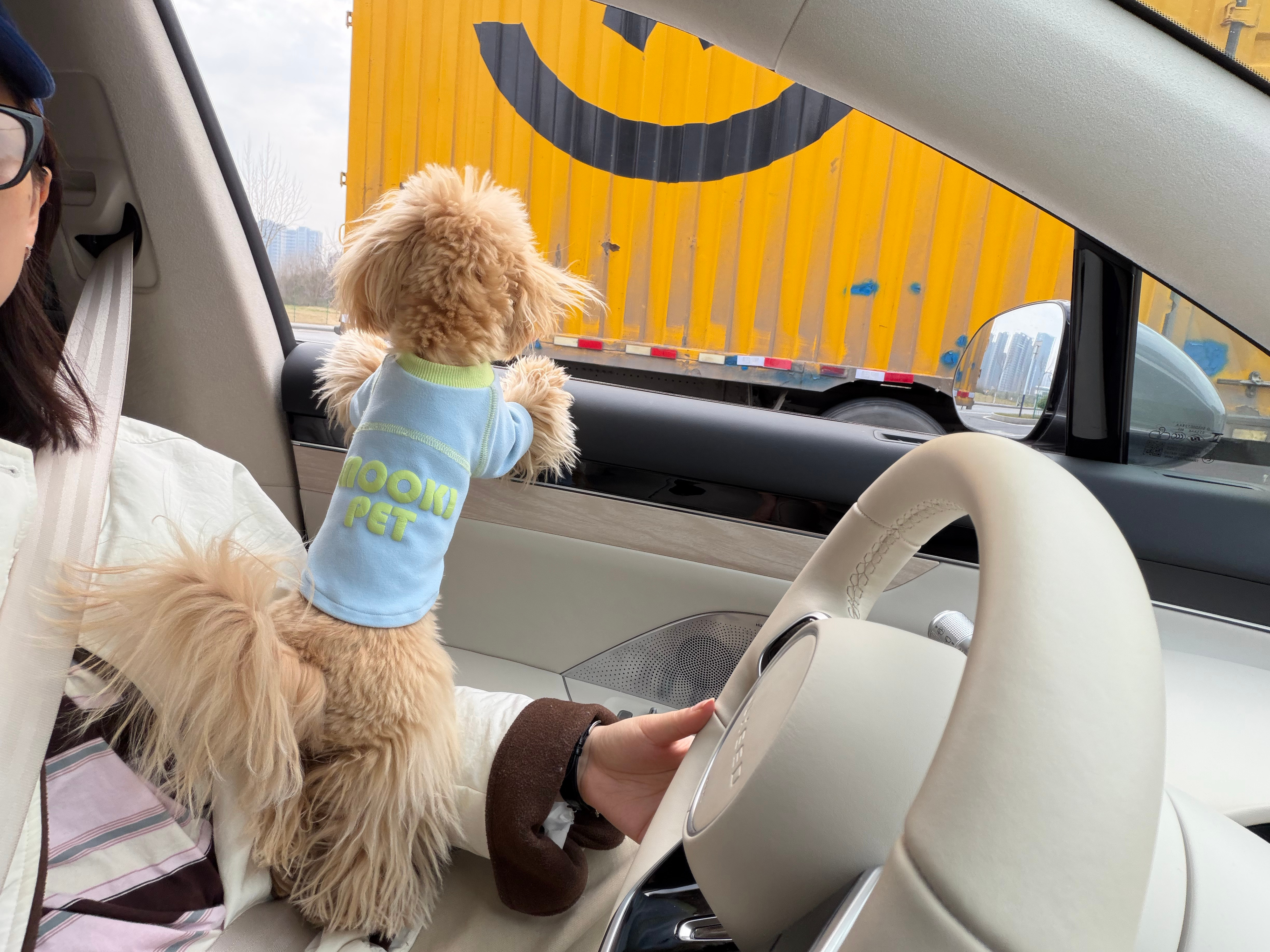 爱管闲事的吹风小狗🐶 