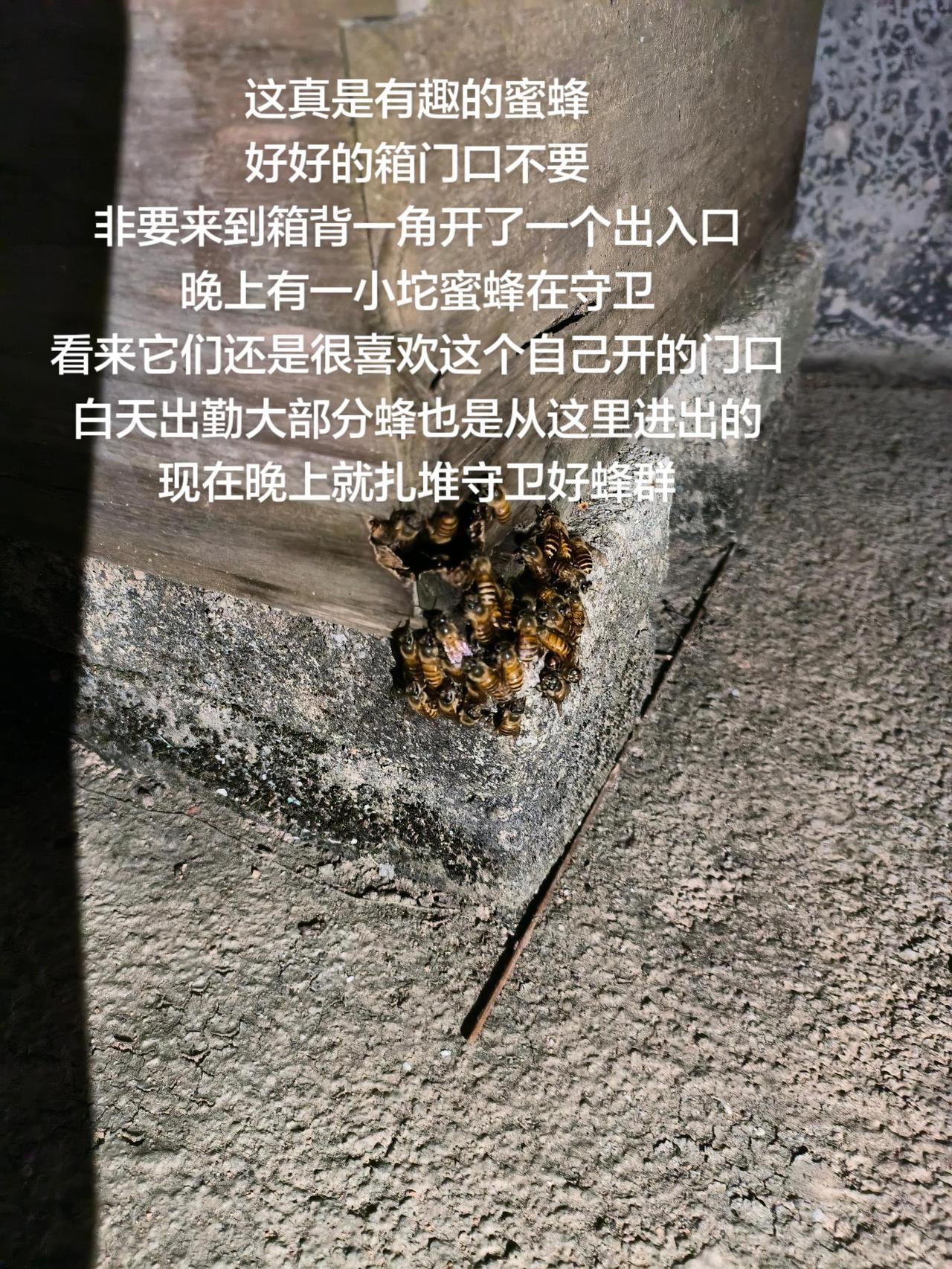 这真是有趣的蜜蜂
好好的箱门口不要
非要来到箱背一角开了一个出入口
晚上有一小坨