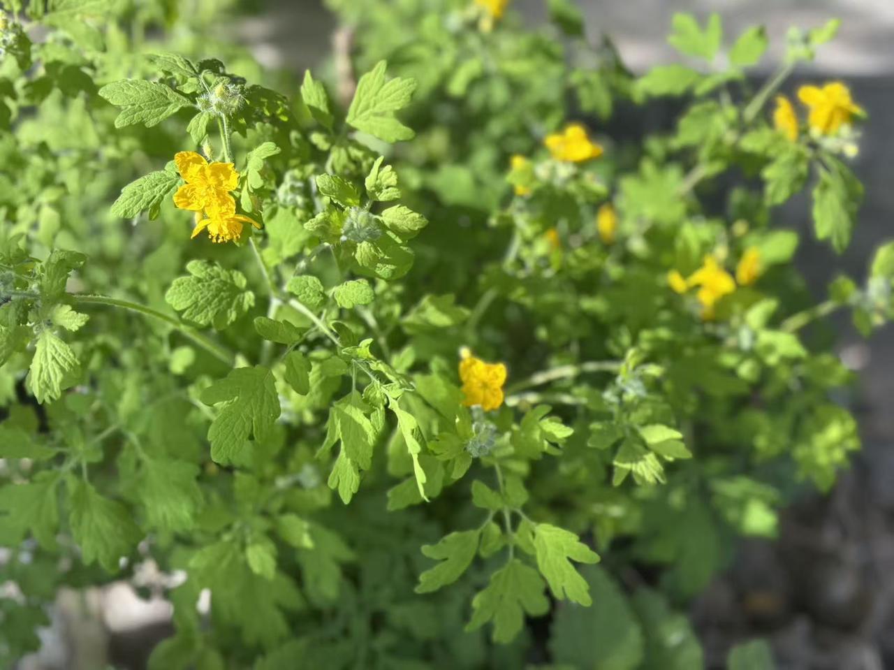 白屈菜，花竟然是黄色的。

白屈菜，俗称山黄连，罂粟科白屈菜属多年生草本。茎叶折