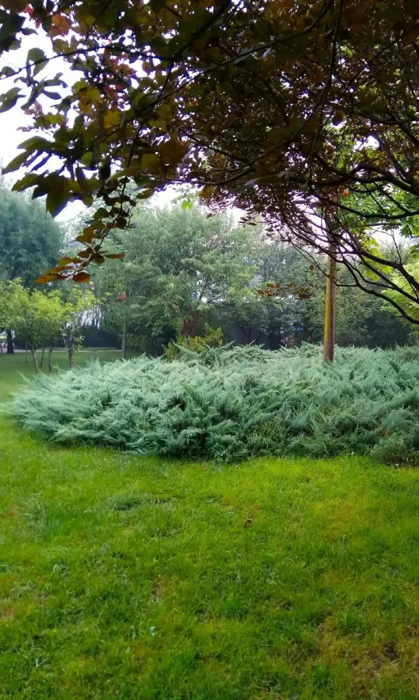 △初秋印象△
夏去不觉凉，秋来叶见黄。
犹闻蝉还闹，且感热仍扬。
绿荫思色退，果