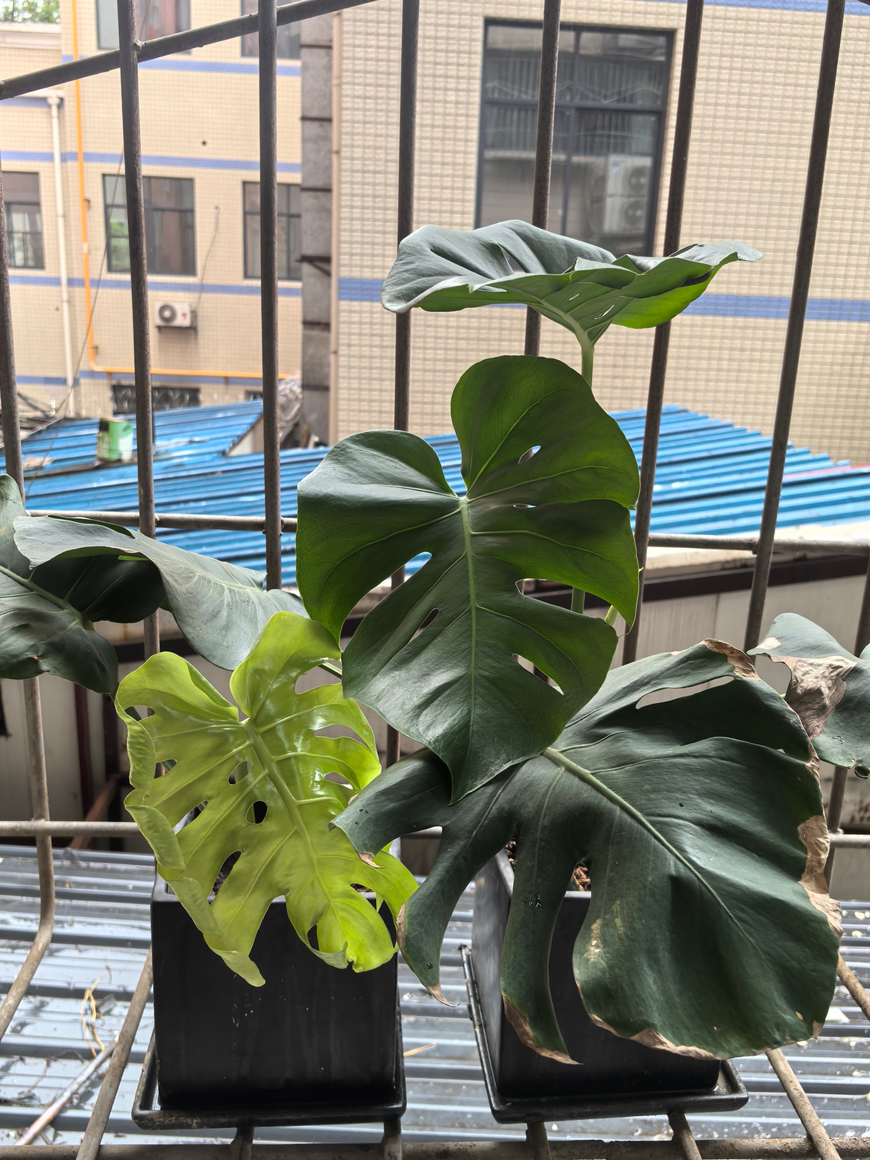 父亲节大清早我的老父亲给我和米做好早饭，出门玩去了。而我守着他的父亲留给我的精神