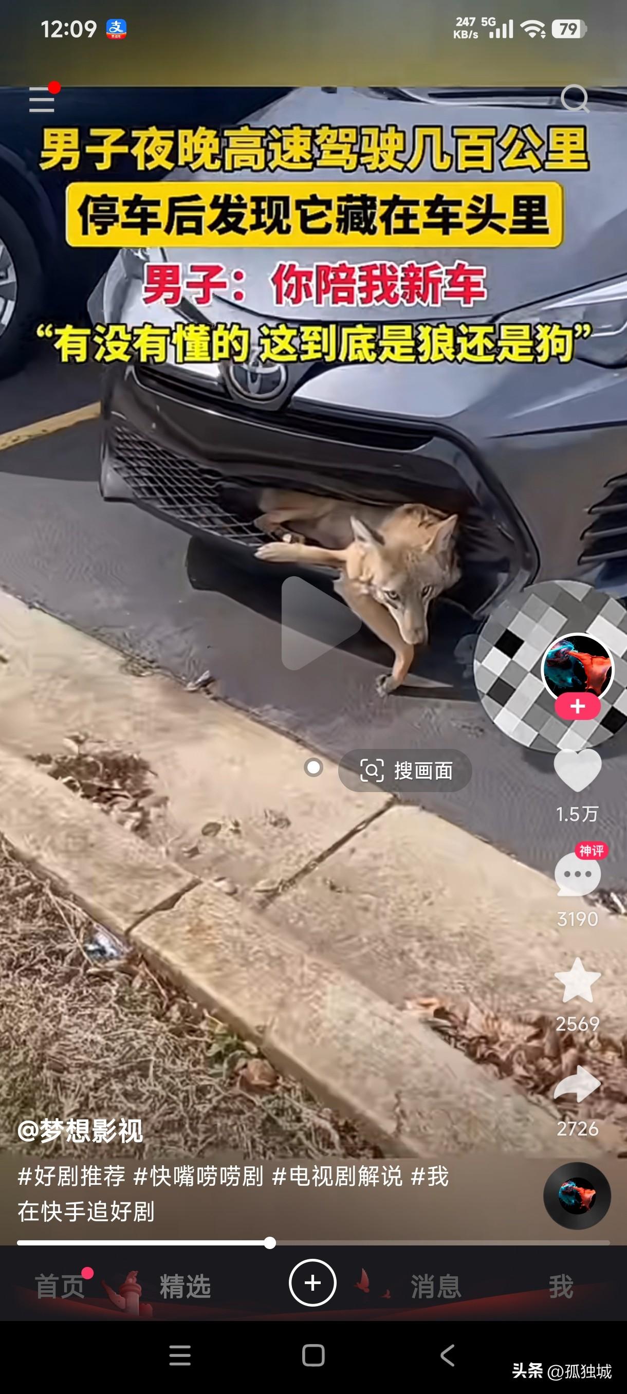 男子夜晚开新车行驶几百公里，停车后发现车头藏着看起来既像狼又像狗的动物，男子委屈