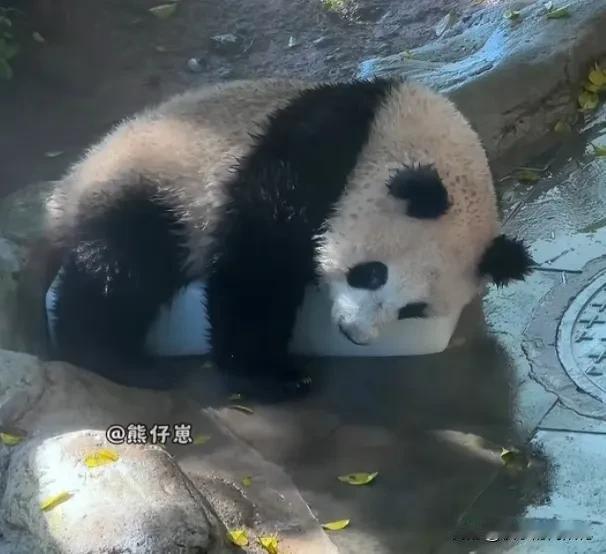 好热啊，苗苗奶爸给在院子里玩耍的小月亮送来一大块冰，小月亮最开始有点小心翼翼，脚