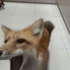 狐狐 