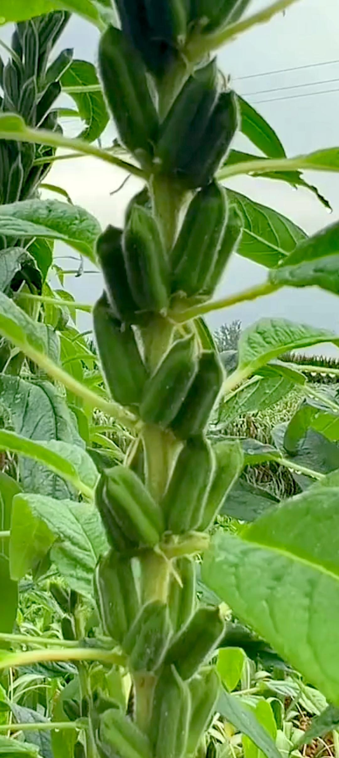 芝麻秆节节向上，蒴果层层簇拥，满目翠绿，饱含着丰收在望的田园希望。