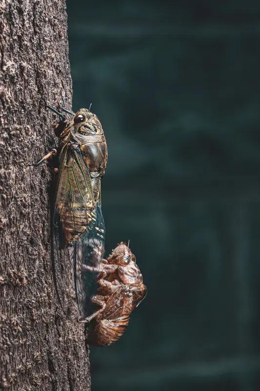 你们那里管蝉叫什么知了