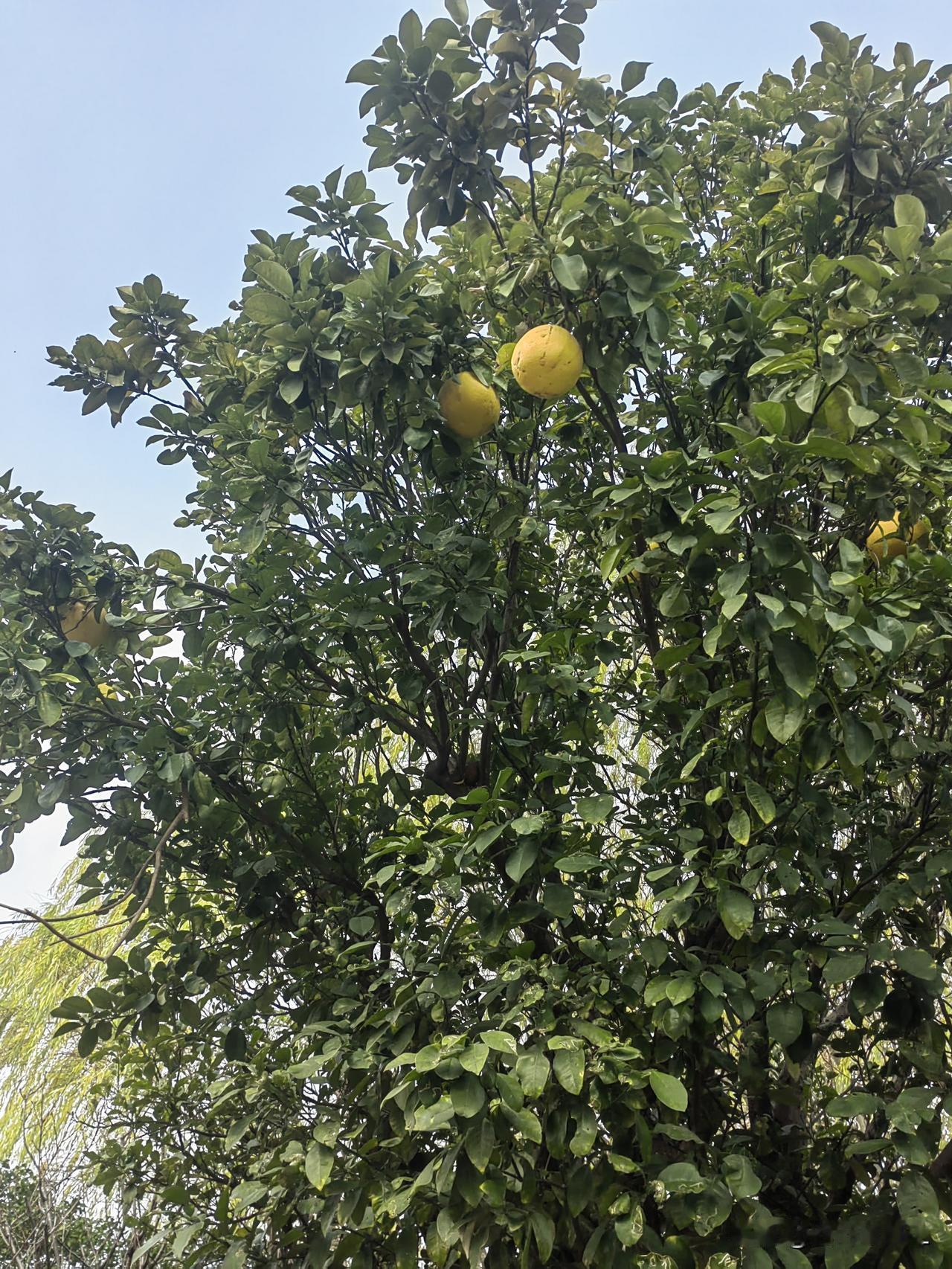 公园里，树上结满了黄澄澄的柚子，清新又可爱。