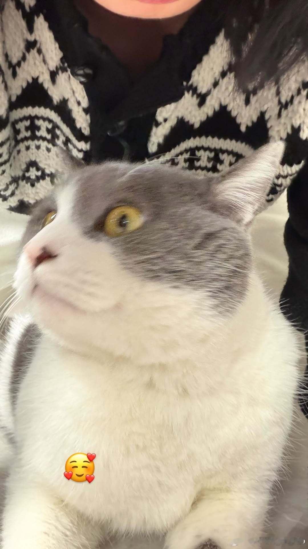 陈熠晒猫🐱：波妞～ 