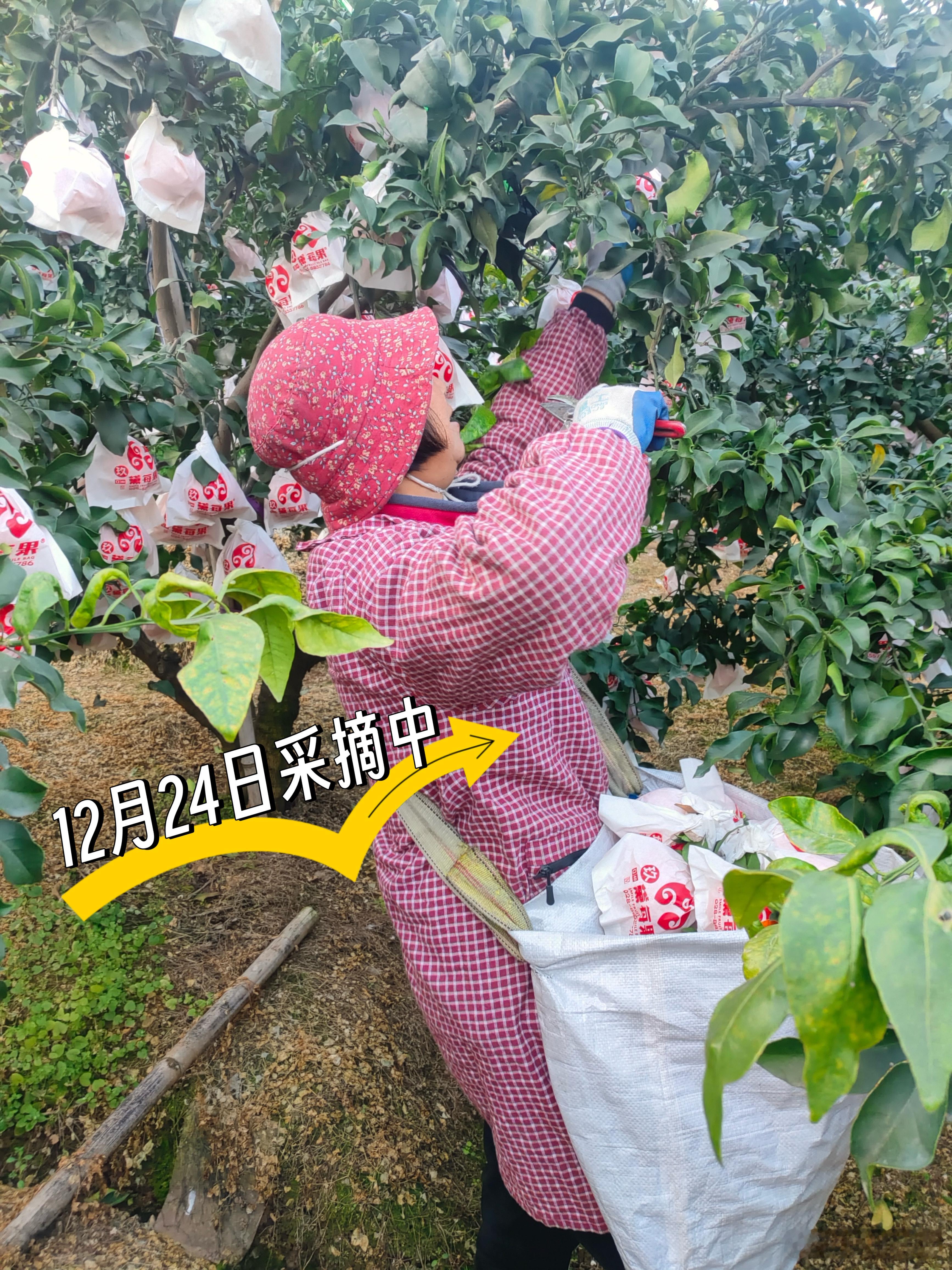 今天的蒲江爱媛采摘中~~耙耙柑还没有成熟，正是吃爱媛最好的时间四川美食