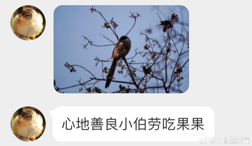 #鸟粉投稿#  吃素的【棕背伯劳】今天不串鼠鼠了！ ​​​