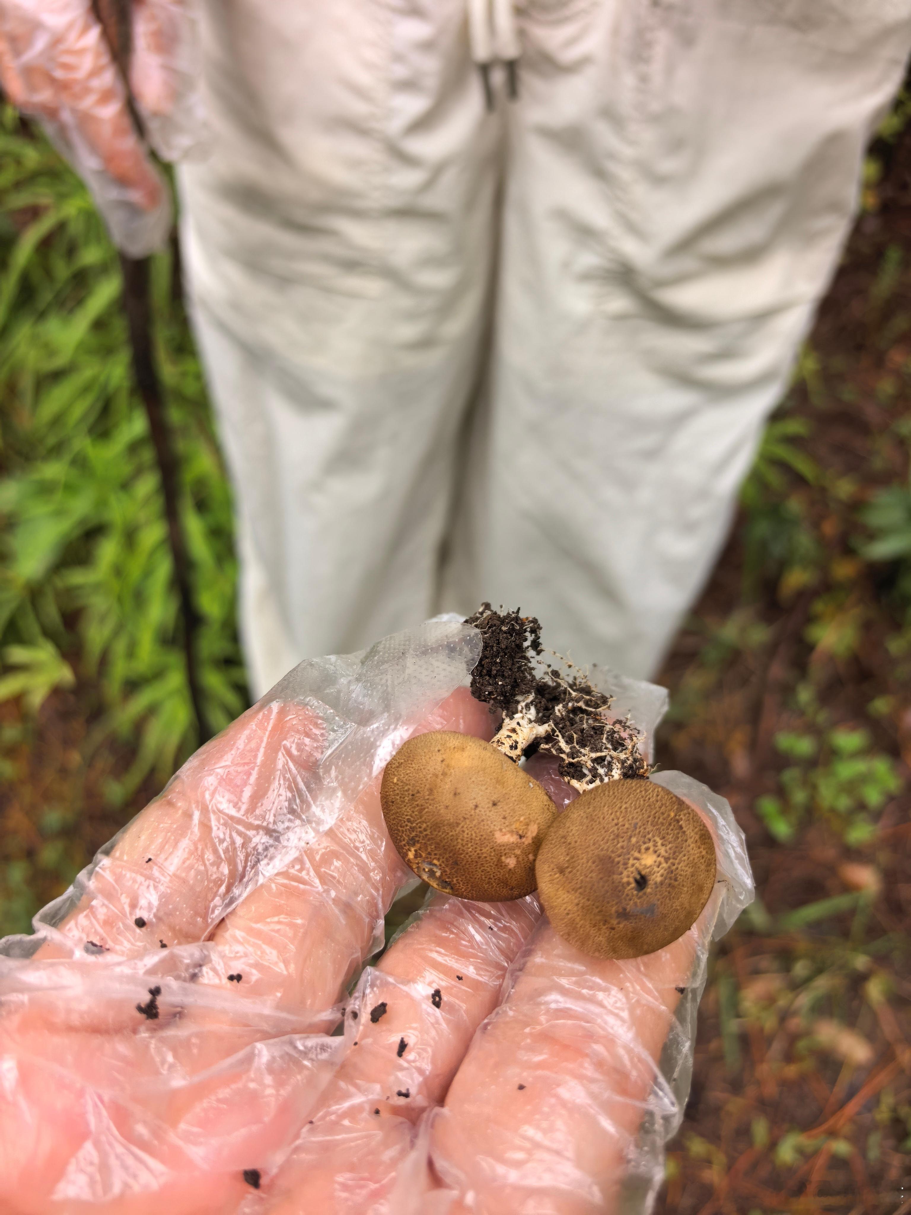 一些些蘑菇🍄记忆，回味中…好看好玩好吃有一种叫云南的生活