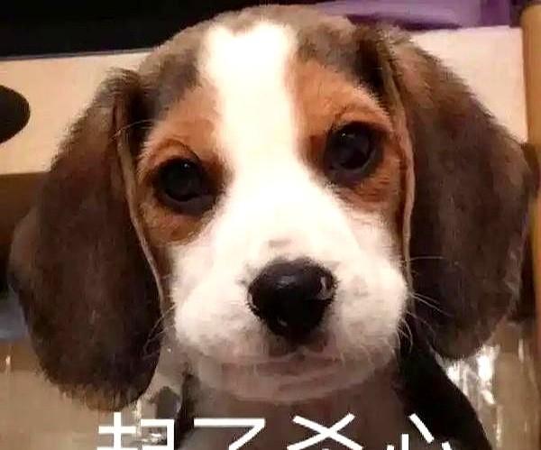 去年八千万，今年三个月没戏拍。
不是没人找，是没人敢找。
片酬砍到一千五百万，平