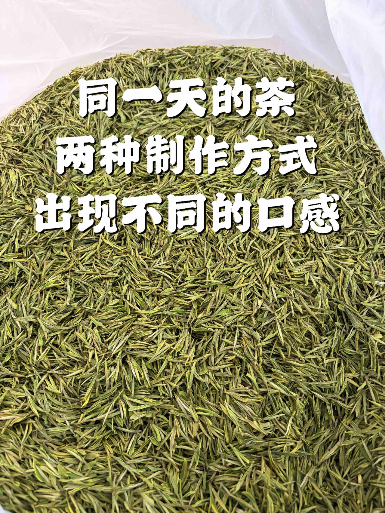 茶友的认可，让我做茶的成就感满满[呲牙]
2026年安吉白茶开采前，一直阴冷，茶