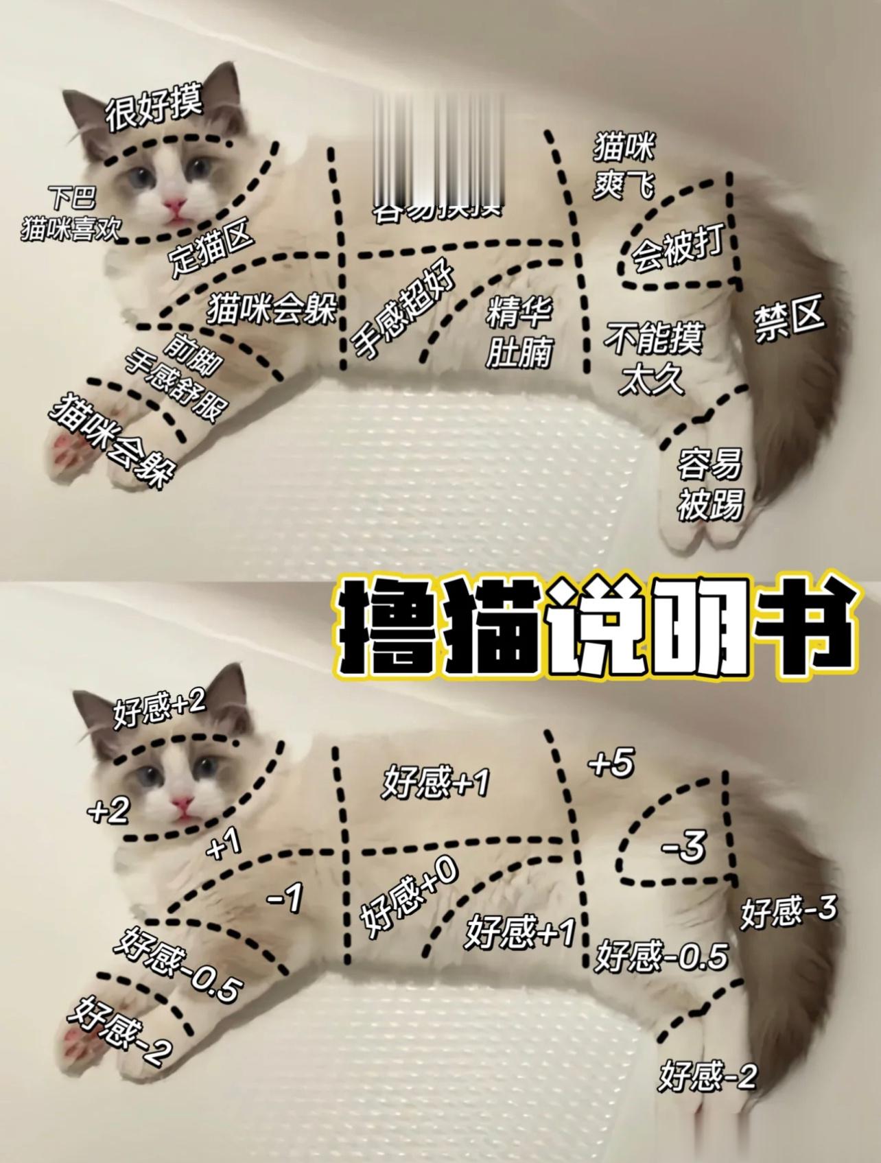 猫咪喜欢被摸的部位 ​​​