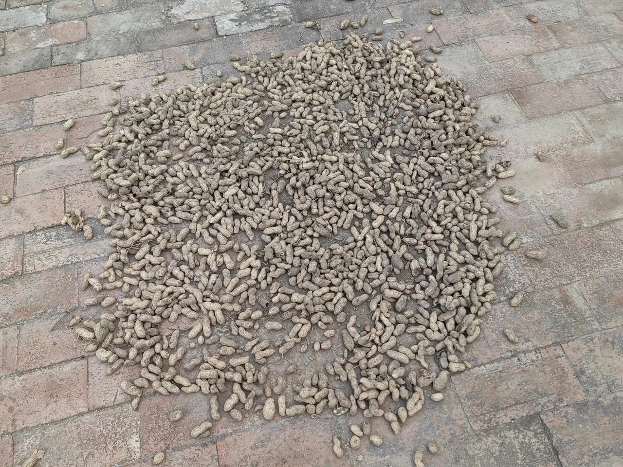 今天老伴她们四个人，跑出去20来里地，来回4个多小时，才拾了几斤花生。
前两天就