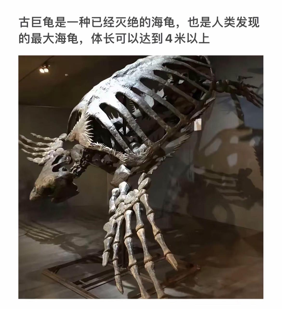 探秘史前巨兽：古巨龟骨架震撼揭秘！