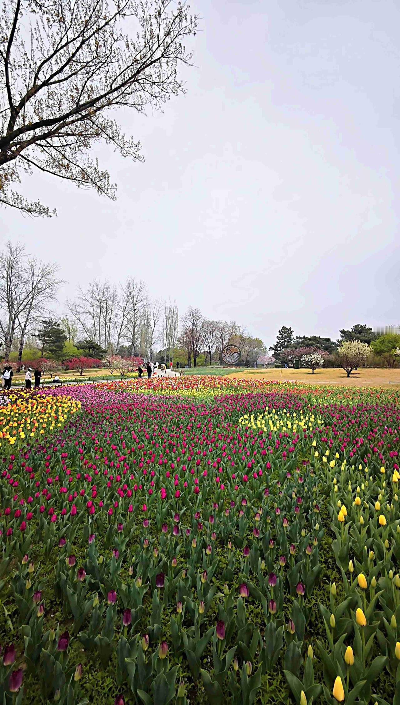我的今日状态：😪没睡醒
我这里的天气：☁️阴天
昨天去了国家植物园有点累了！
