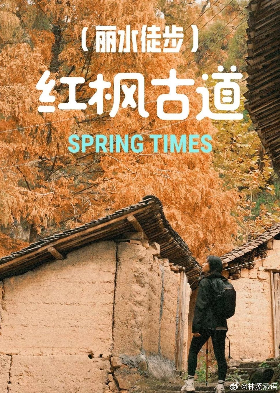 冬日徒步计划｜丽水红枫古道。赏秋景!暖冬的周末，森林里的红枫逐渐显露了颜色，一起