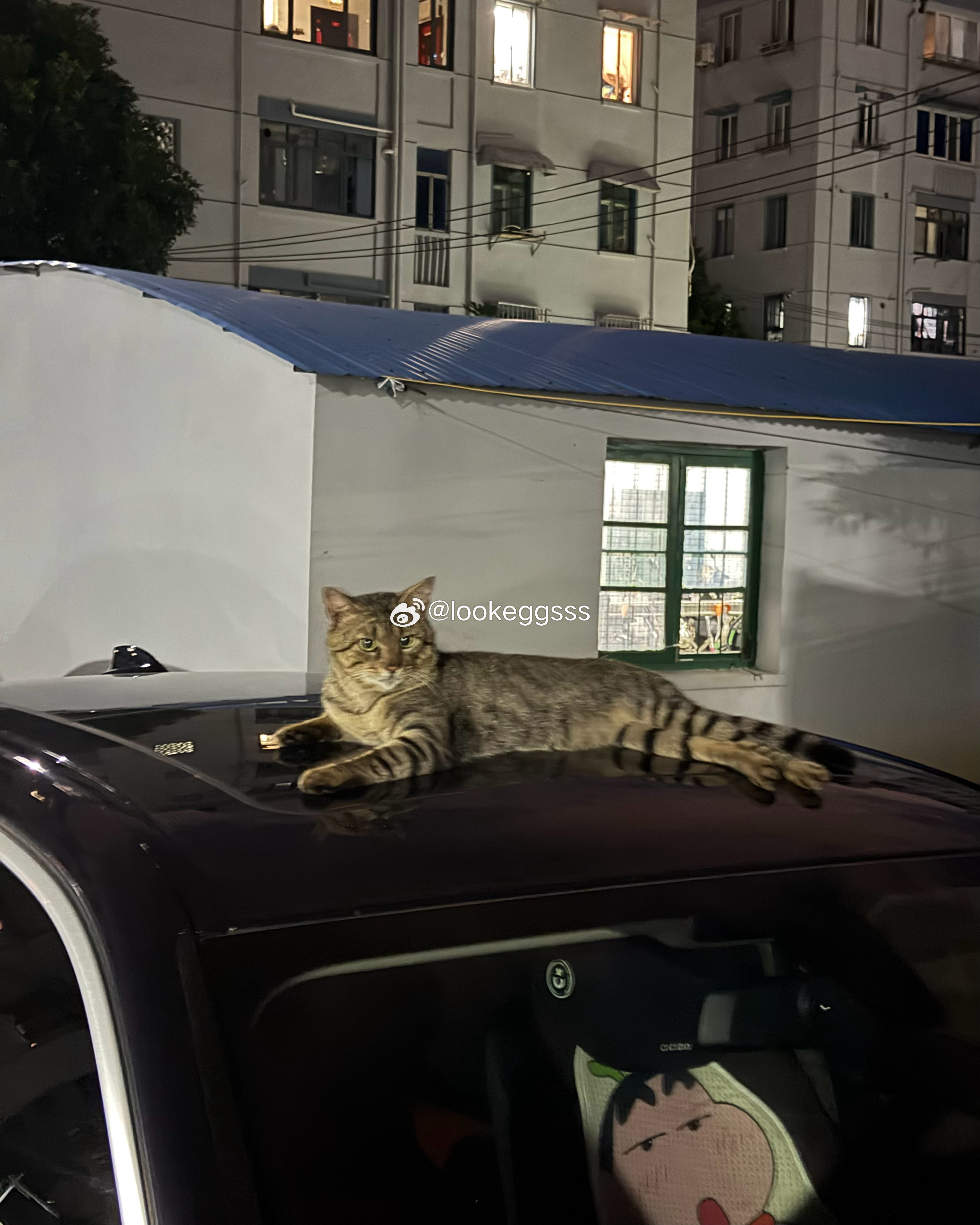 🐱：喂 女人 看什么看 