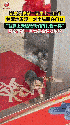 解释不清了！近日黑龙江，女子刚跟丈夫结婚，第二天开门时，看见有两只小猫在自己家门
