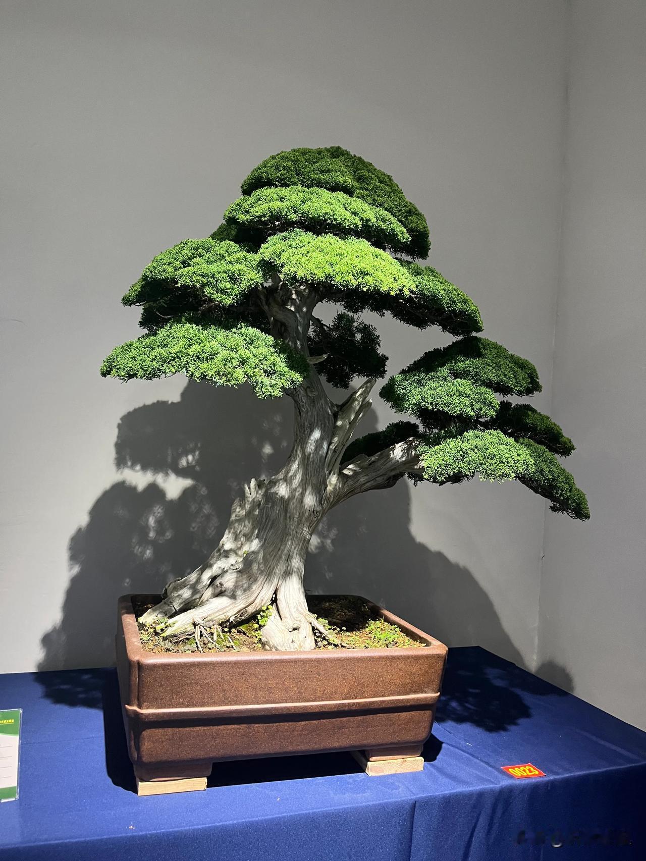 农村什么树长得快又值钱作为北方人首先想到就是杨树，快速生长的树种，喜欢光照充足湿