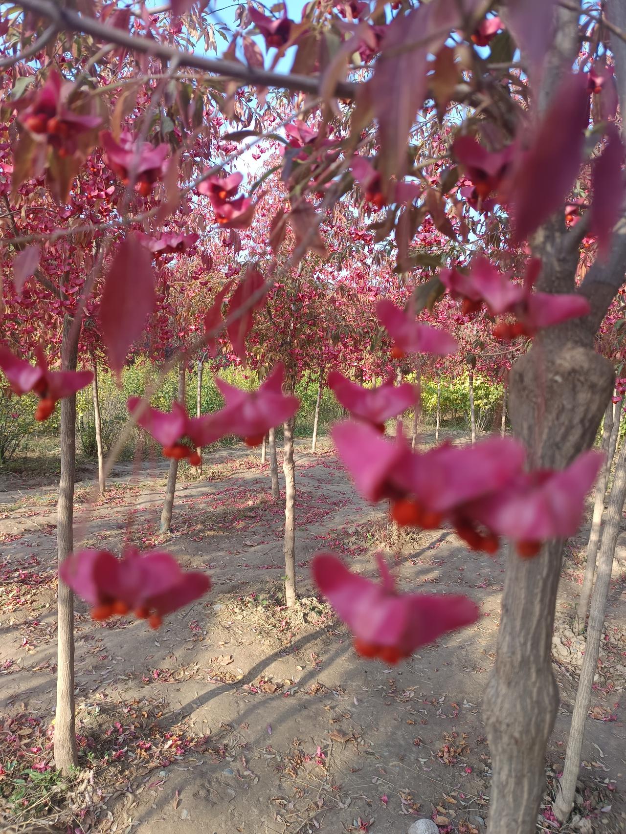 金丝吊蝴蝶
偶闲逛花堤，一树很是奇。
花开显别样，游人蜂围挤。
金丝吊蝴蝶，树名