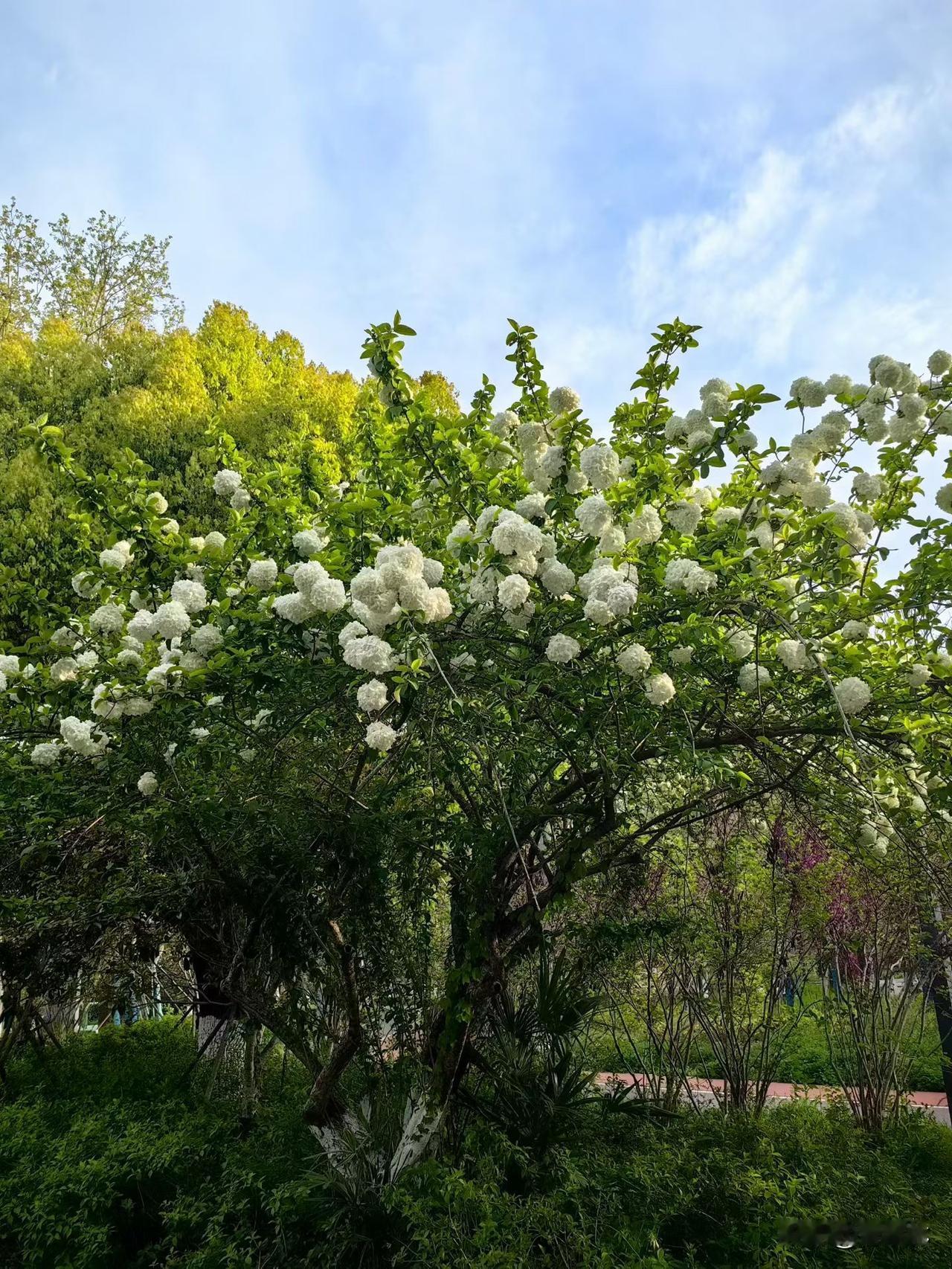 春天的木绣球真的太绝了！远远望去一树雪白，走近看每一朵都圆滚滚的，软乎乎超可爱。